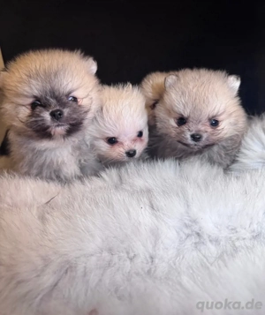 Wundervolle Pomeranian Babys 