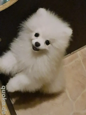 zwergspitz Pomeranian Welpen Rüden weiß 