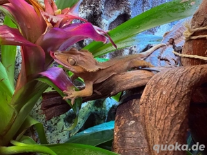    Private Reptilienaufnahme mit Herz    Bild 3