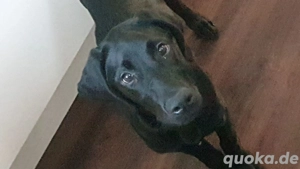 Labrador Deutscher kurzhaar Mix
