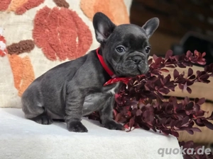 Französische Bulldoggen-Welpen suchen ein liebevolles Zuhause