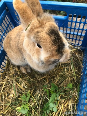 Zwergkaninchen Löwenköpfchen   Farbenzwerge