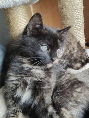 Kitten Mix EKH Schildpatt und roter Kater
