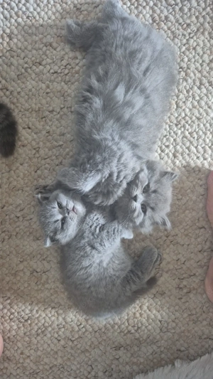 Britisch Langhaar Kitten 