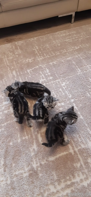 BKH Kitten  Bild 6