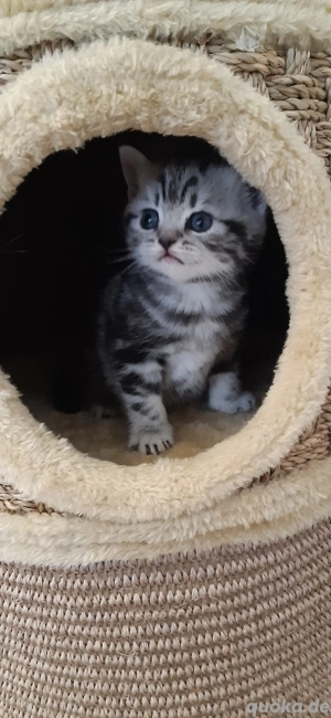 BKH Kitten  Bild 2