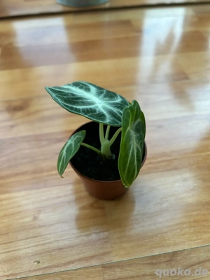    Alocasia Black Velvet   gesunde Jungpflanze aus eigener Zucht!   