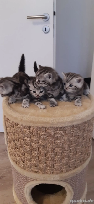 BKH Kitten  Bild 4