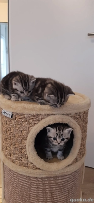 BKH Kitten  Bild 5
