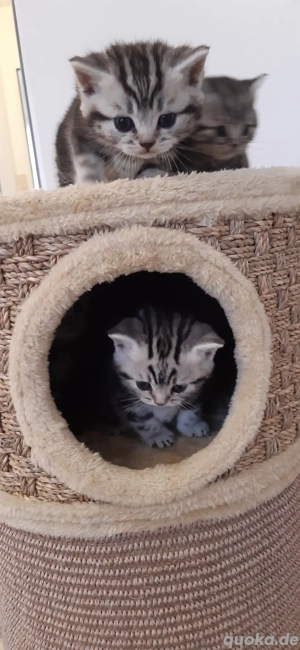 BKH Kitten  Bild 3