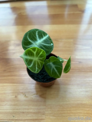    Alocasia Black Velvet   zwei gesunde Jungpflanzen im Topf!   