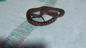 1.1 Antaresia stimsoni wheatbelt