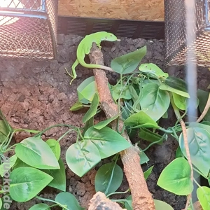 Abzugeben: 1.3  Brachylophus fasciatus  ( Fidschi Leguane )