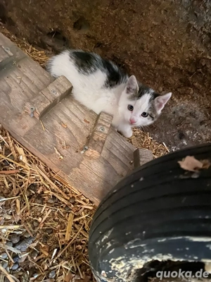 Süße Babykätzchen