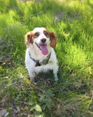 Emma ein Epagneul Bretone 