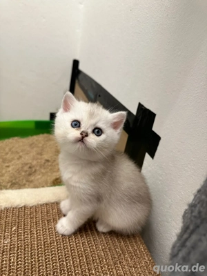 Bkh Blh kitten mit blauen Augen