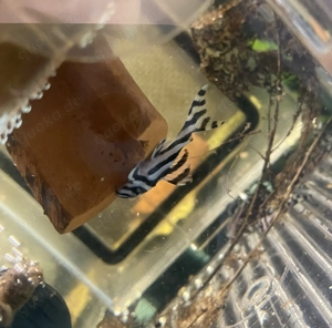 L46 Zebrawels | Hypancistrus 