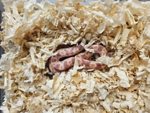 Junge kornnattern Bild 2