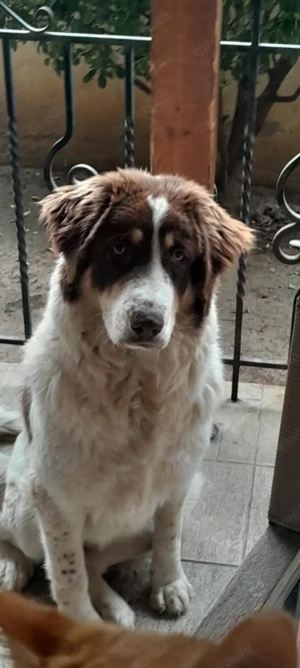  Sanftmütige Nena sucht liebevolles Zuhause 