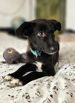 Süße Raya sucht Familie, die ihr Halt gibt