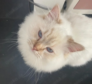 Ideale kastrierte Wohnungskatze (8 Mon.) aus erfahrener Ragdoll-Zucht: Einzelabgabe 