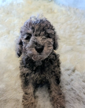 Wunderschönes Black-Red-Sable (silber)Welpe  Zwergpudel Mädchen sucht ihr Für-immer-Zuhause