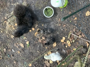 Seidenhühner geimpft abzugeben 