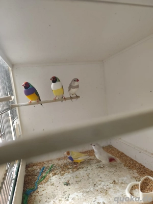 Dimantfink  Guldenamdine 