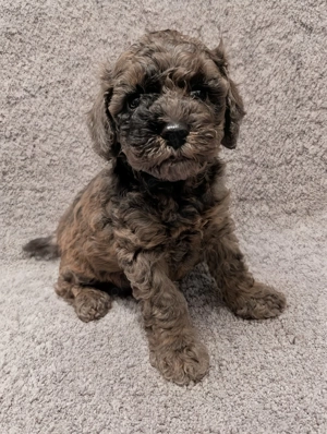 Wunderschöne Black-Red-schocko Zwergudel Welpe Hündin