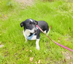 Jerry ein lieber kleiner Rüde 