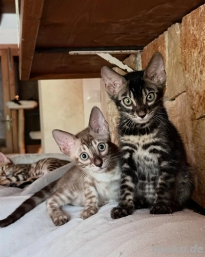Süße Serval-Kätzchen Bild 3