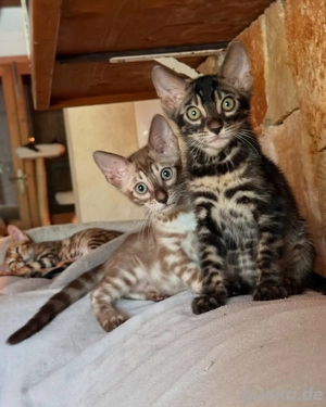 Süße Serval-Kätzchen