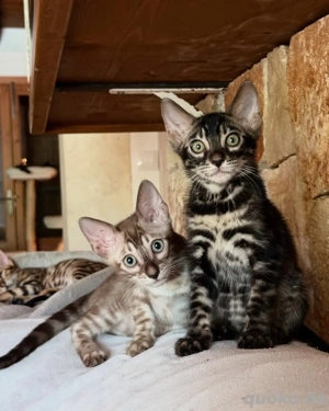 Süße Serval-Kätzchen Bild 4