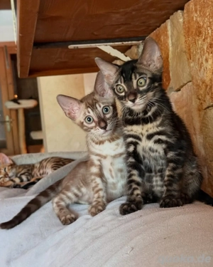 Süße Serval-Kätzchen Bild 2