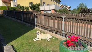 Hund Old English Bulldoge