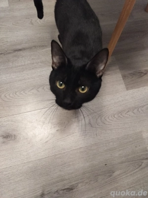 Schwarzer Kater Mischling