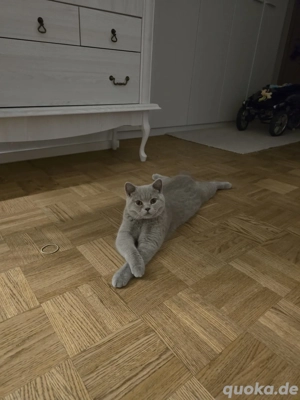 zwei liebevolle BKh suchen ein liebevolles zuhause 