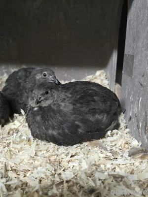 Wachteln schwarze Wachtel 