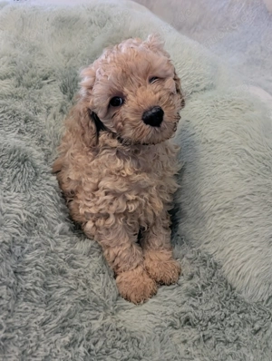 Zauberhafter Zwergpudel Welpe Rüde in Creme apricot sucht liebevolles Zuhause