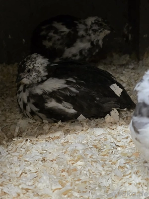 Wachtel Schwarztupfer Wachteln 