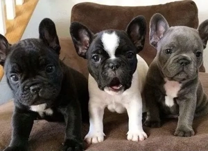Französische Bulldoggen Welpen 
