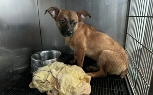 Kleine Nelly sucht sicheres Zuhause!			