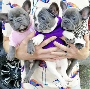 Französische Bulldoggen Welpen suchen ein schönes Zuhause