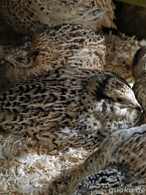 Wachtel Französische Mastwachtel Isabell Schwere linie