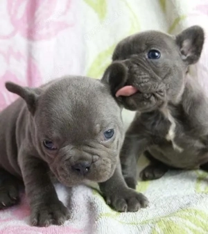 Französische Bulldoggen Welpen  Bild 8
