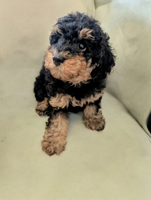  Black & Tan Zwergpudel Welpen Rüde sucht sein Für-Immer-Zuhause