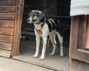 Wer hat ein warmes Körbchen für Diana?