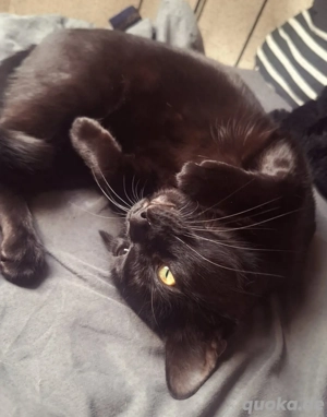 Zwei liebevolle Hauskatzen suchen ein Zuhause