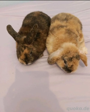 Zwergwidder Kaninchen 