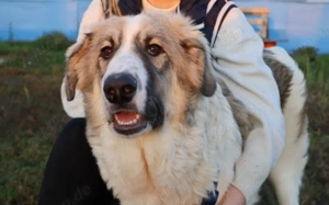 Wunderschöne und herzensgute Junghündin YUNA möchte ankommen